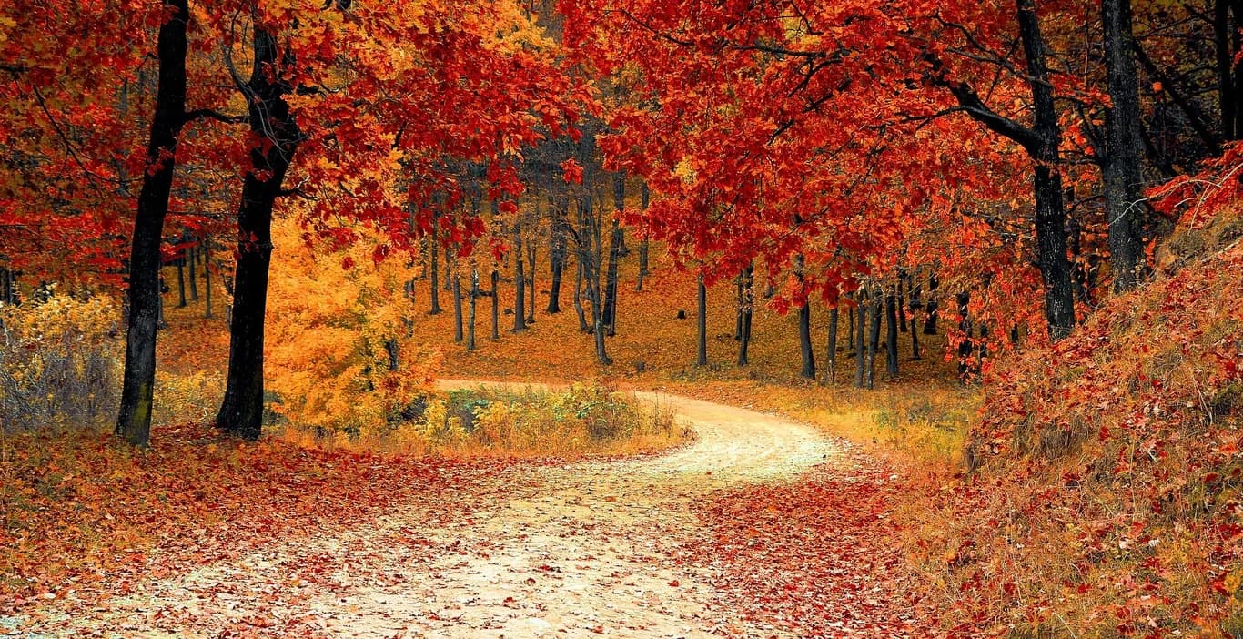 fall-1072821_1920-e1665406741322.jpg